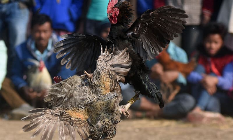 dau-ga-khu-vuc-mien-bac-hang-nam-luon-dien-ra-soi-dong